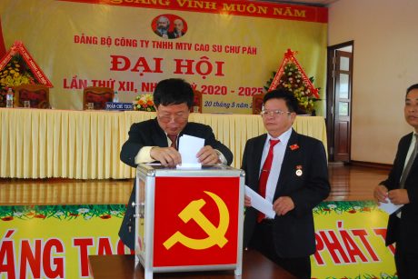 Cao su Chư Păh: Kế hoạch khai thác 71.500 tấn mủ trong 5 năm